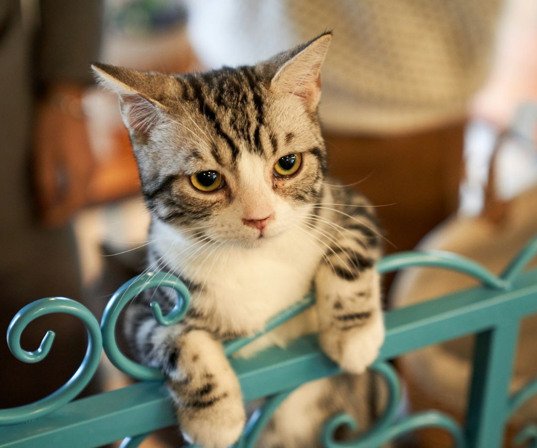 a cat climbing up on the fence