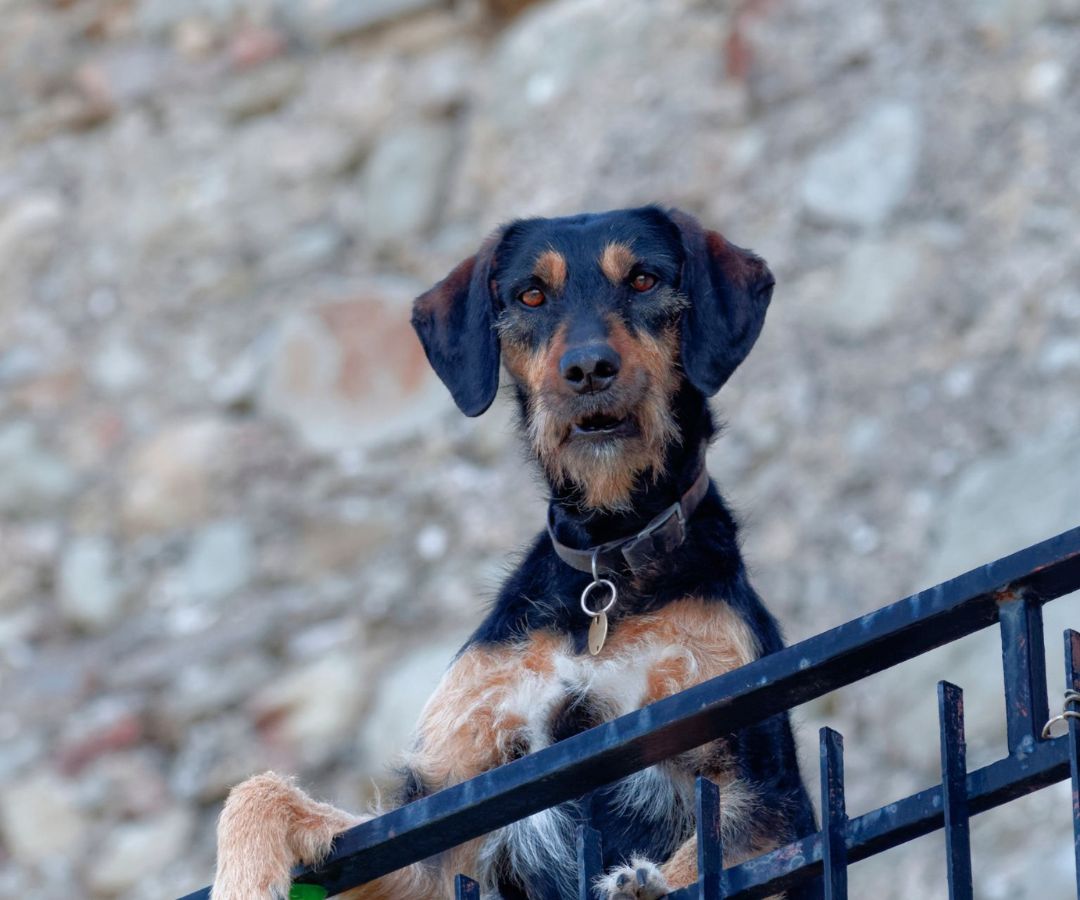 a dog leaning over the fence