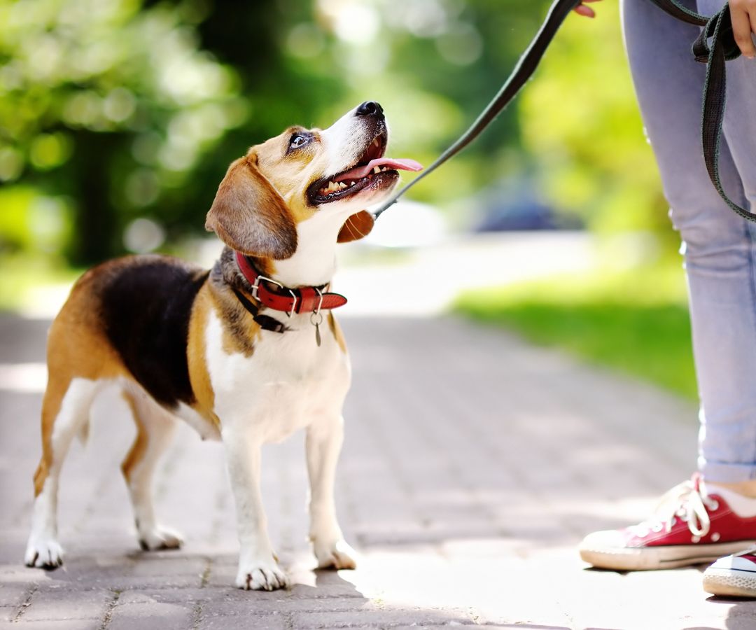 a dog on leash looking at its owner