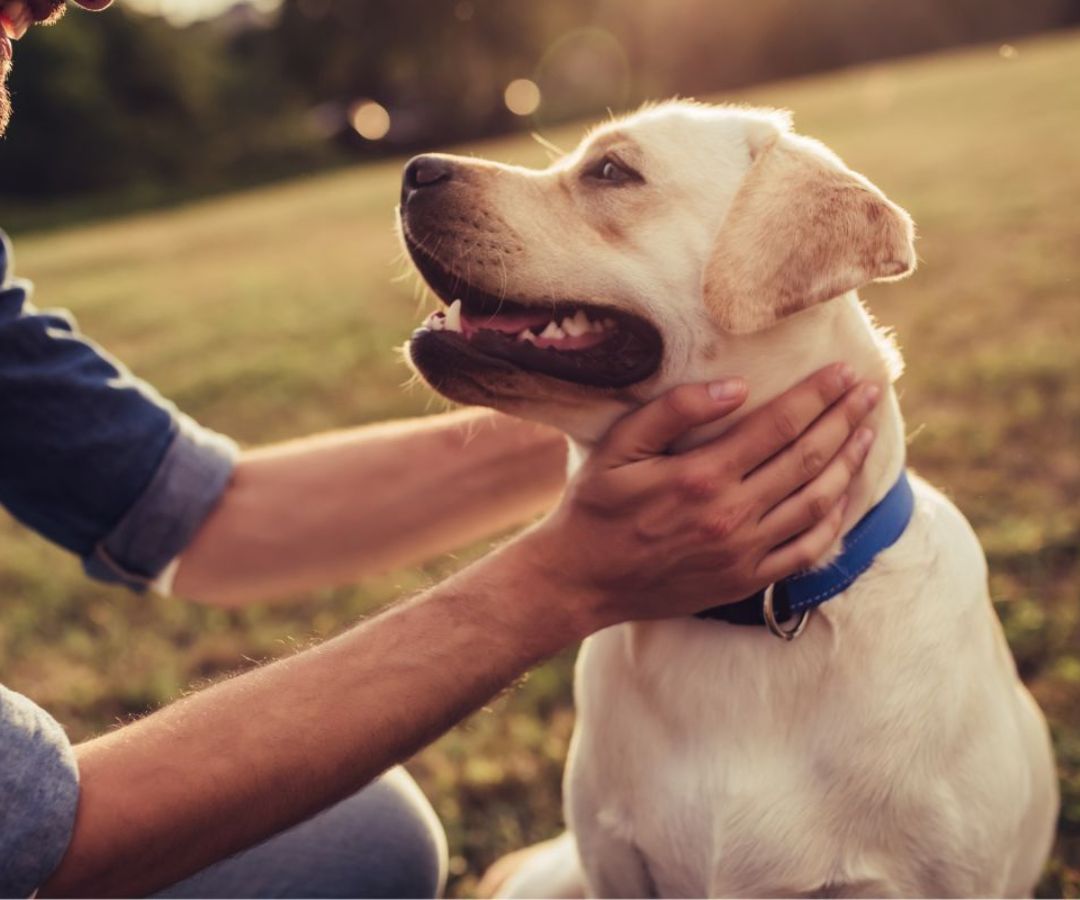 a person petting a dog